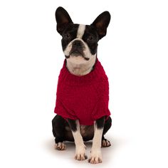 a black and white dog wearing a red sweater sitting down in front of a white background