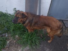 a large brown dog standing on top of a grass covered ground next to a building