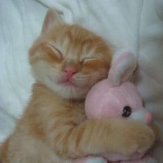 an orange and white kitten sleeping next to a pink stuffed animal