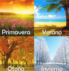 four different pictures with trees and the words primavera, verano, invierno