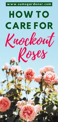 pink roses with the words how to care for knockout roses in front of blue sky