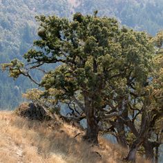 two giraffes are standing on the side of a hill next to trees