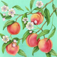 a painting of peaches and flowers on a branch