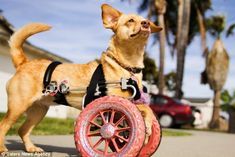 a small dog standing on top of a red wheel chair next to a pink tire