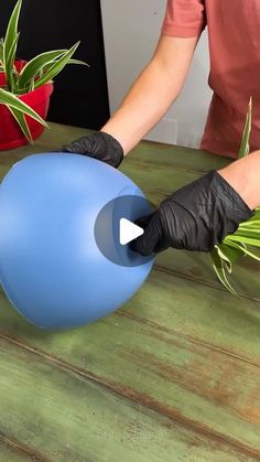 a person in black gloves holding a blue ball on top of a wooden table next to a potted plant