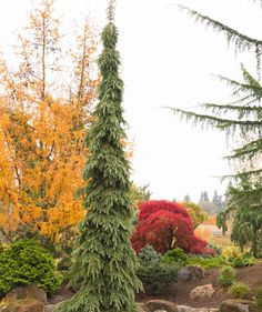 an evergreen tree stands in the middle of a garden with rocks and trees around it