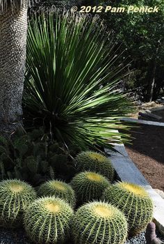 several cactus plants in a rock garden area