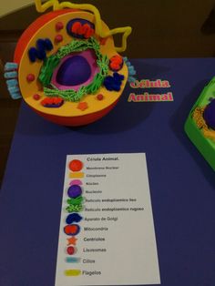 an animal cell is on display with other items in the background and information about it