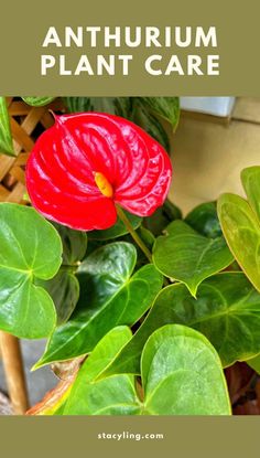 a red flower with green leaves in the foreground and text overlay that reads, how to care for an anthurm plant care