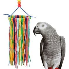 a parrot standing next to a multicolored bird toy hanging from a string on a white background