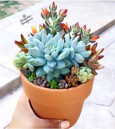 a hand holding a small potted plant with succulents on the outside