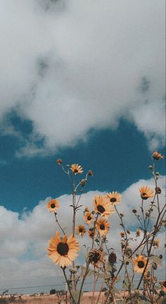 the sunflowers are blooming in the field under a blue sky with white clouds