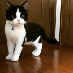 a black and white cat standing on top of a wooden floor