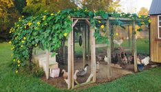 a chicken coop with chickens in it and vines growing on the roof, next to a shed