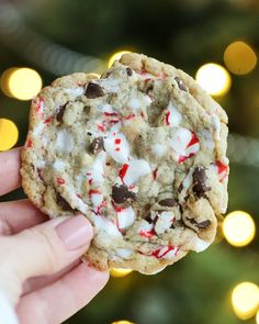 a hand holding a chocolate chip cookie with white and red candy canes on it