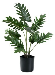 a plant in a black pot on a white table