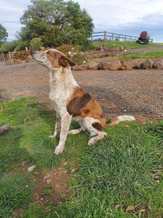 a brown and white dog sitting on top of a lush green field