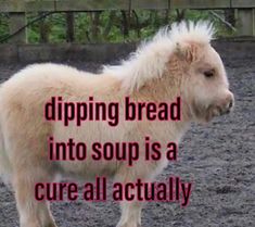 a small white pony standing on top of a dirt field