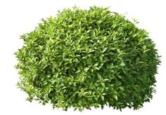 a bush with green leaves is shown on a white background, it appears to be in the shape of a ball