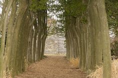 a pathway lined with trees and grass next to a brick wall in the distance, surrounded by dry grass