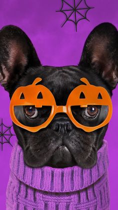 a black dog wearing glasses and a sweater with pumpkins on it's eyes