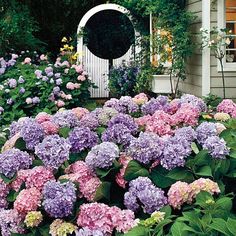 purple and pink flowers in front of a house