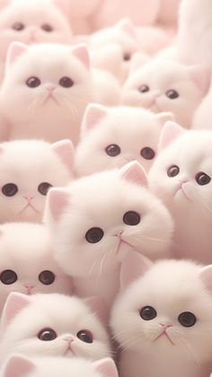 a group of white kittens with black eyes