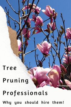 a tree with pink flowers and the words, tree pruning professionals why you should hire them