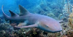 a large gray shark swimming over a coral reef