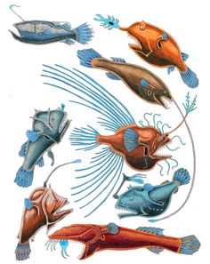 various types of sea animals are depicted in this drawing