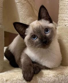 a siamese cat with blue eyes sitting on a scratching post and looking at the camera