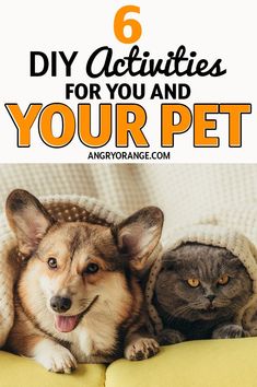 two dogs and a cat laying on a couch with text overlay that reads 6 diy activities for you and your pet