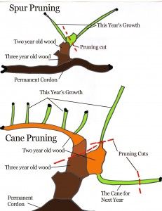 the diagram shows different types of trees and how they are used to make them stand out