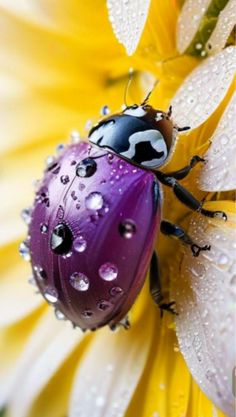 a ladybug sitting on top of a flower covered in water droplets and dew