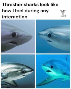 three pictures of sharks with caption that reads, there are four different types of sharks