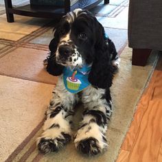 a black and white dog sitting on the floor with a cupcake bandana around its neck