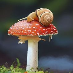 a snail is sitting on top of a mushroom