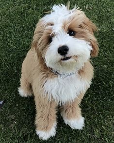 a small brown and white dog sitting in the grass