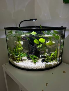 an aquarium filled with plants and rocks on top of a white table next to a wall