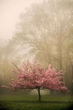 a pink tree in the middle of a field