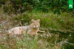 a cat is sitting in the tall grass