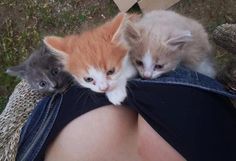 three kittens are sitting on the back of a woman's leg while she is holding onto her jeans