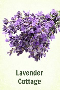 a bunch of lavender flowers sitting on top of a white background with the words lavender cottage