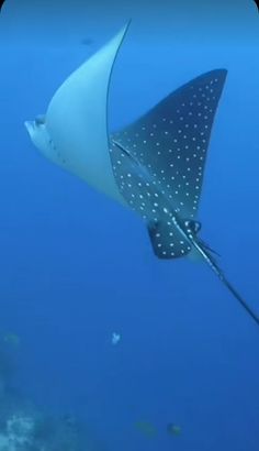 a manta ray swimming in the ocean