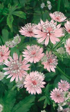 pink flowers are blooming in the garden