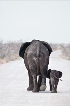 an adult and baby elephant walking down the road