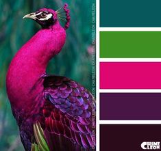 a colorful bird is standing in front of some green and purple colors with the caption's name on it