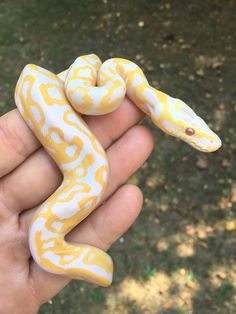 a hand holding a yellow and white snake