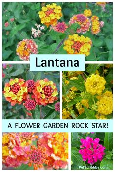 flowers that are yellow and orange with the words lantana above them in four different pictures