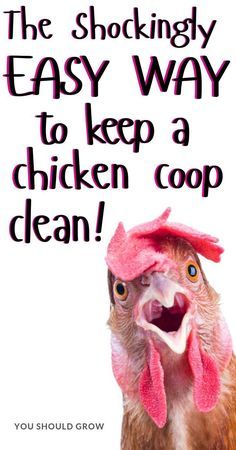 a chicken with its mouth open and the words, the shocky easy way to keep a chicken coop clean